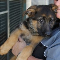 German Shepherd Puppies for Sale